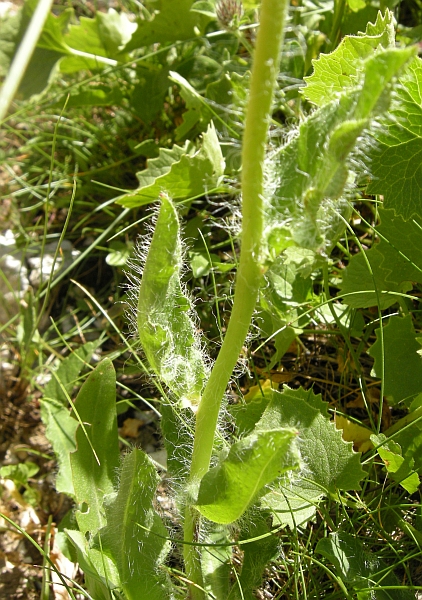 Da identificare 3 - Hieracium sp.